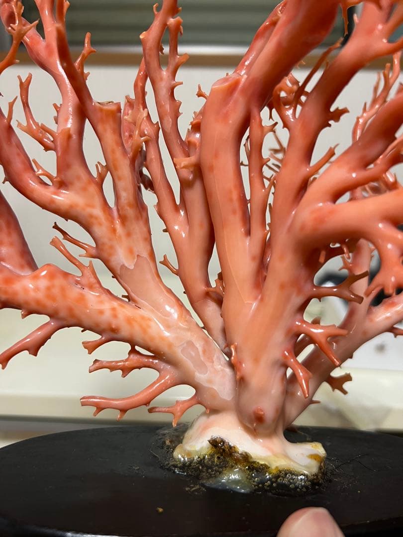 ピンク珊瑚 枝珊瑚 置物 宝石 原木 sango サンゴ