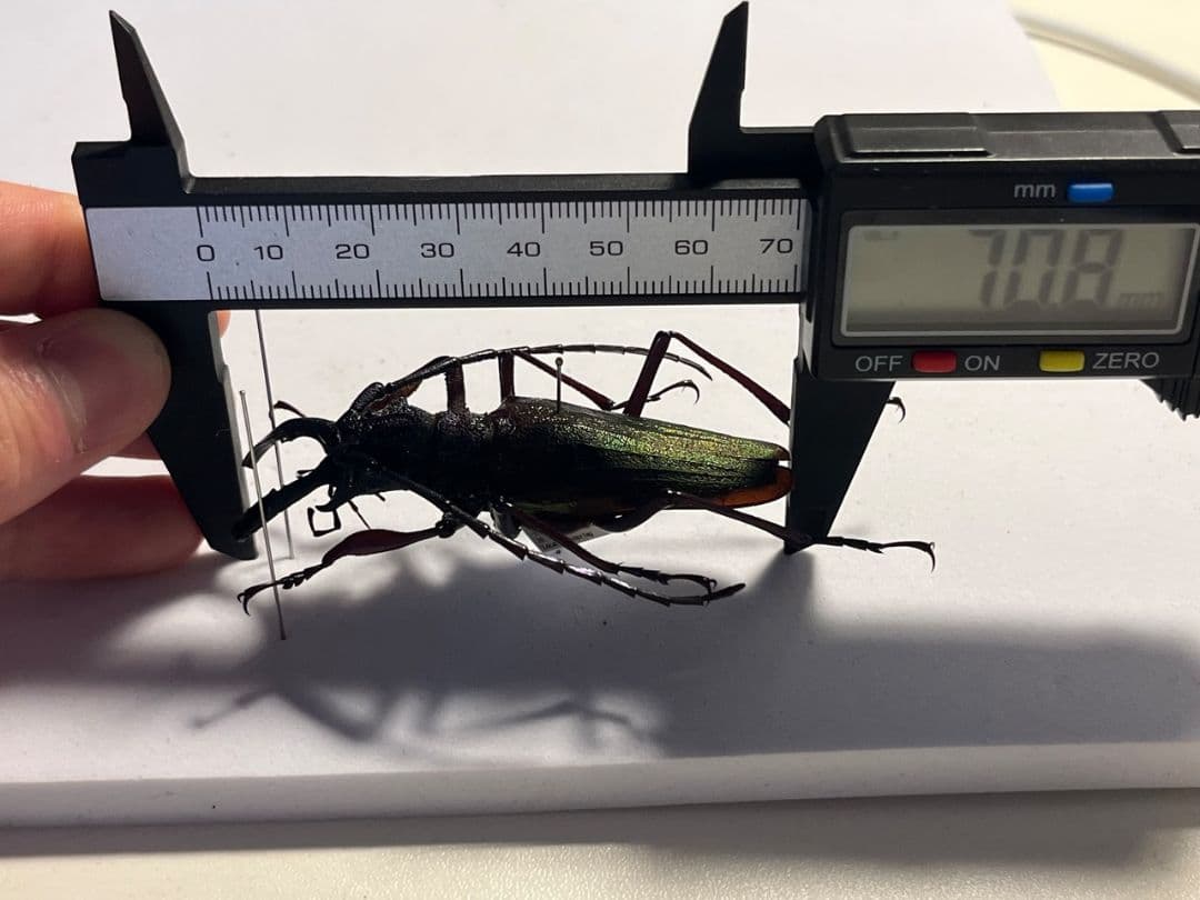 70mm】ルリオニカミキリ ムラサキオニノコギリカミキリ 昆虫標本