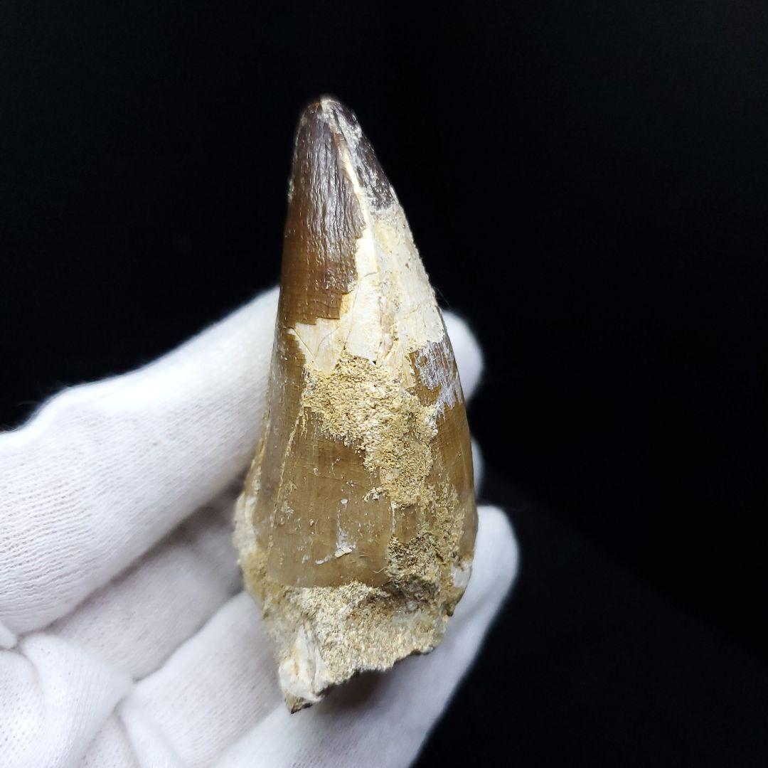 美品 モササウルス 化石 歯 本物 モロッコ産 64.53mm  mo537