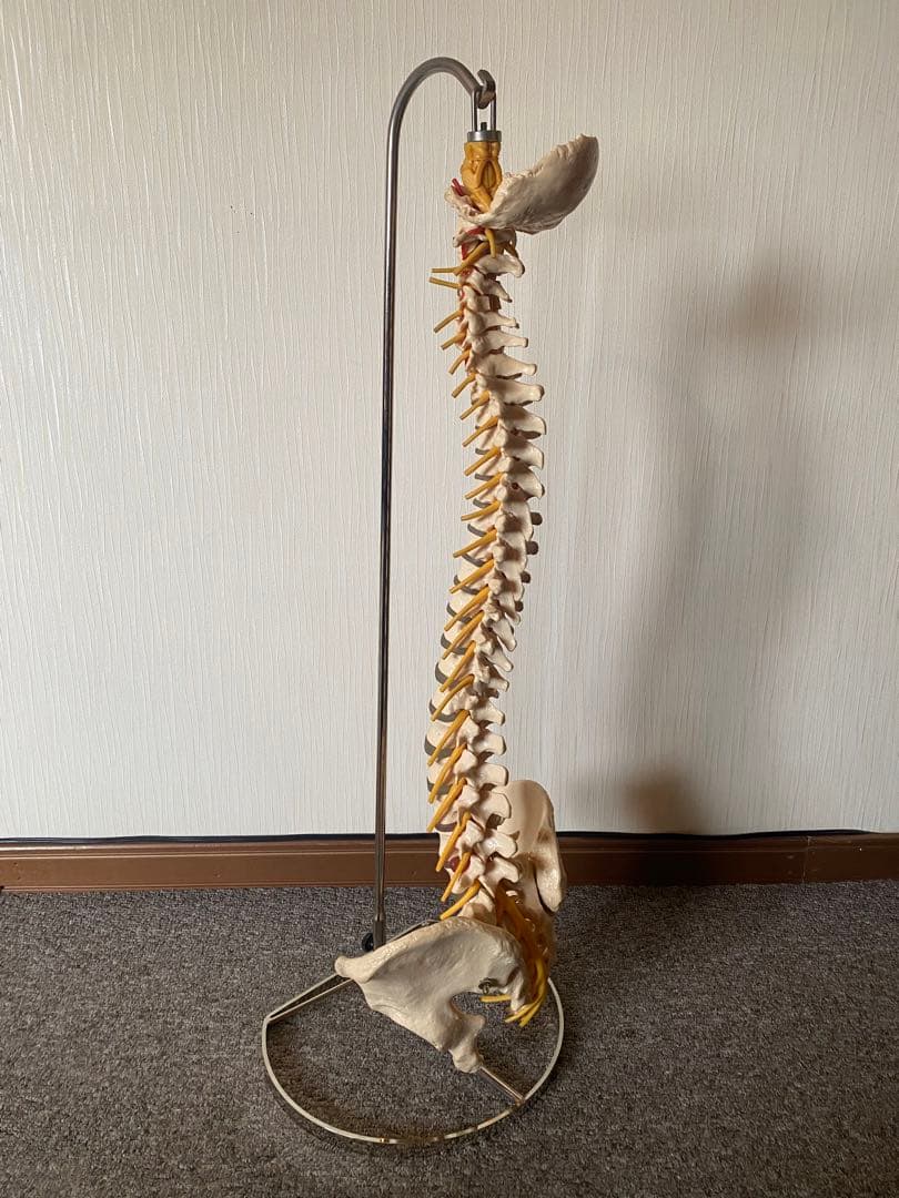 ソムソ社 ドイツ製 脊柱骨格模型 中古品 人体 骨格 接骨院カイロ