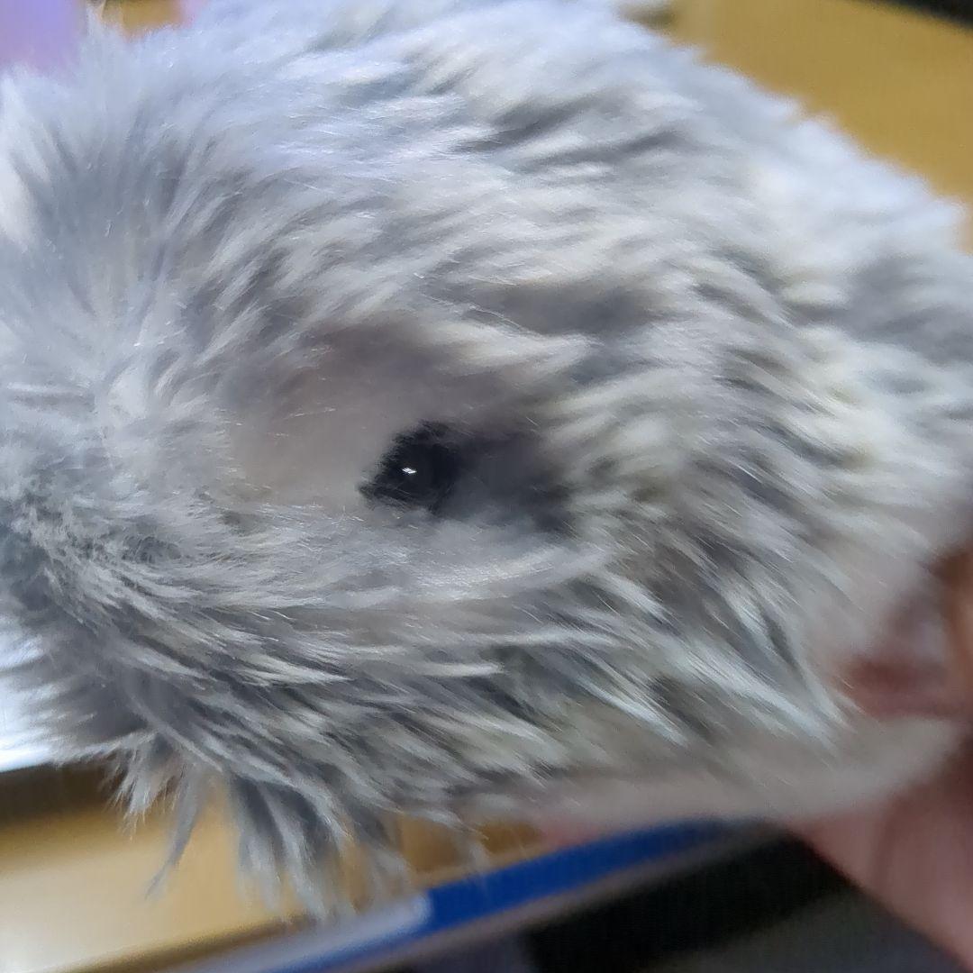 モフリン138日間ペットでした