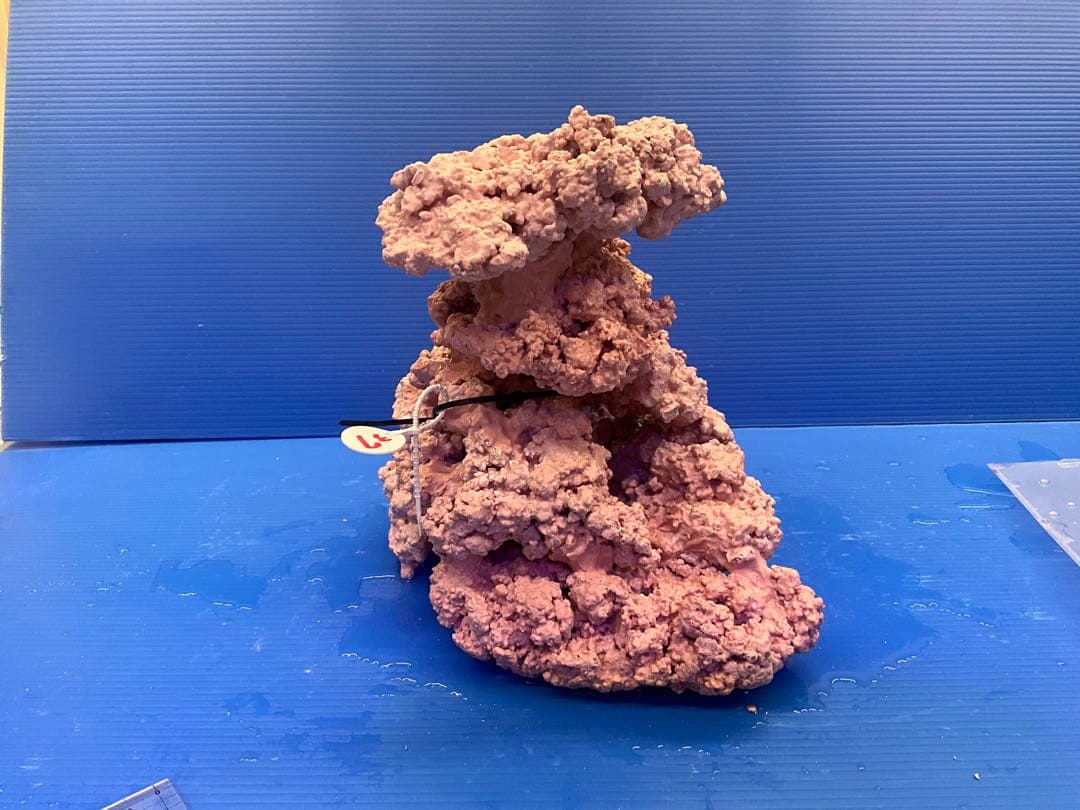 人工ライブロック　No.37. 無害化処理済