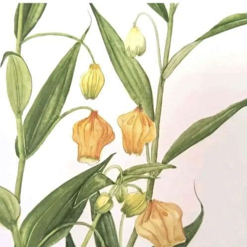 水彩画(サンダーソニア)　原画マットあり　おまとめ２点