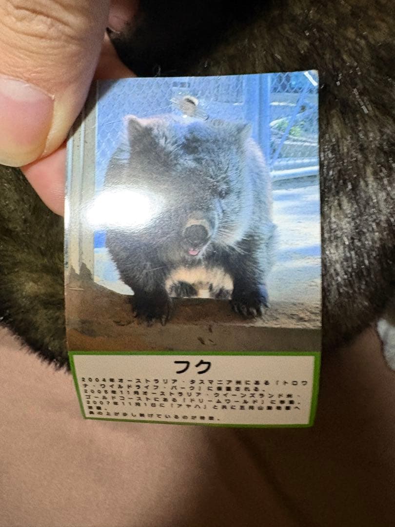 五月山動物園 ウォンバット ぬいぐるみ　タグ付き ワイン フク