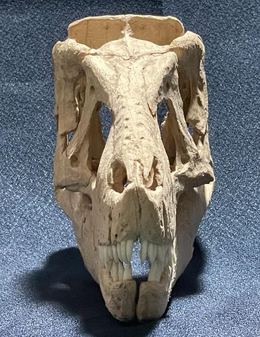 世界に一つ！ タルボサウルス・バタール 1/10木彫頭骨模型 価格応相談