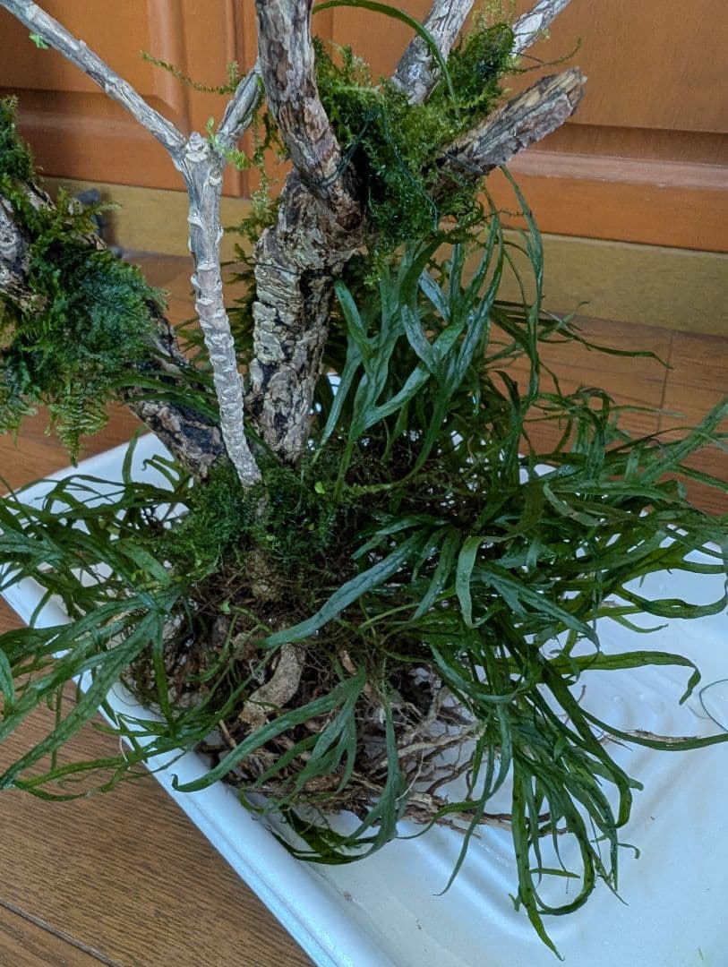 密生ミクロソリウムトライデントリーフ大株200葉以上が自然活着した