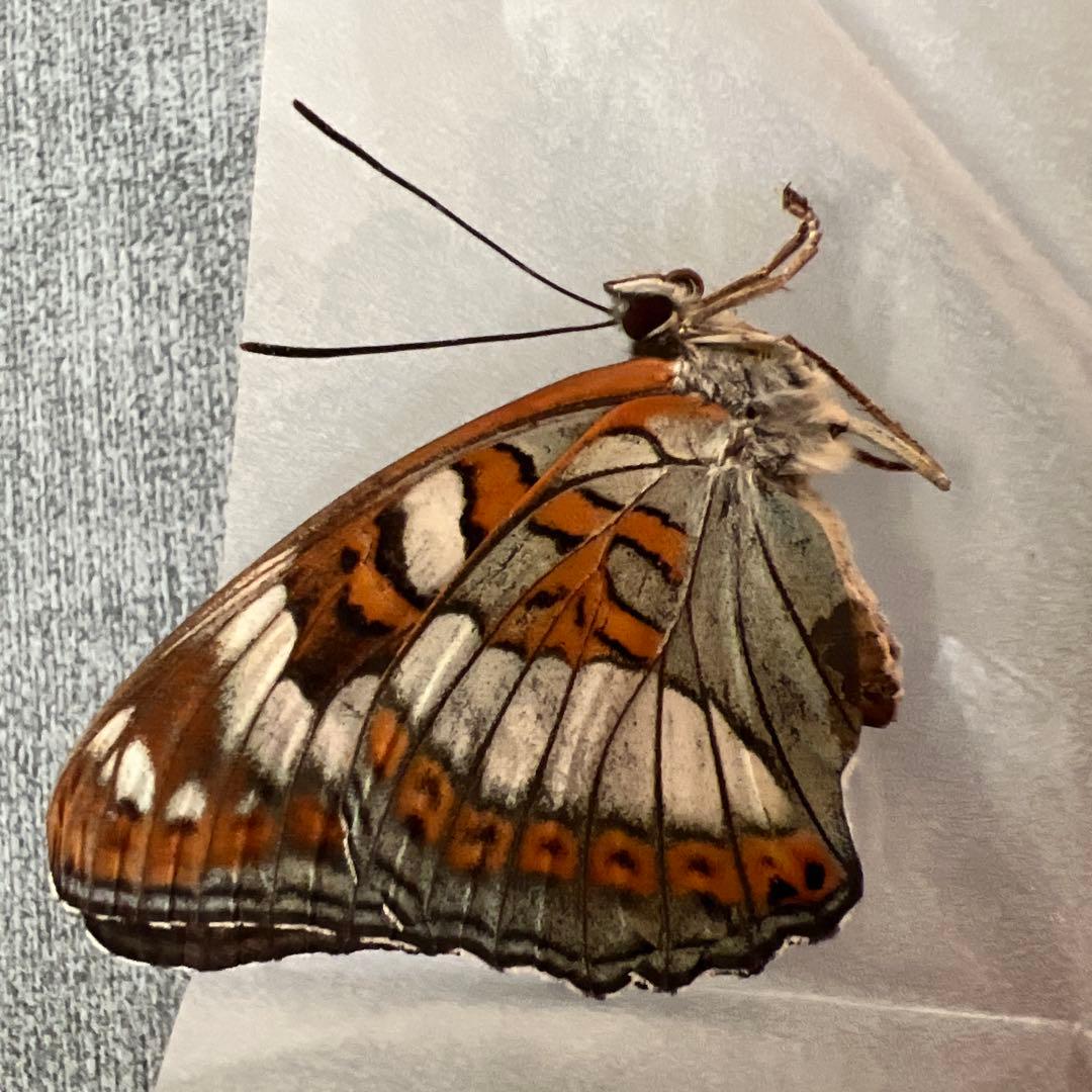 オオイチモンジチョウ モンゴル産9頭セット