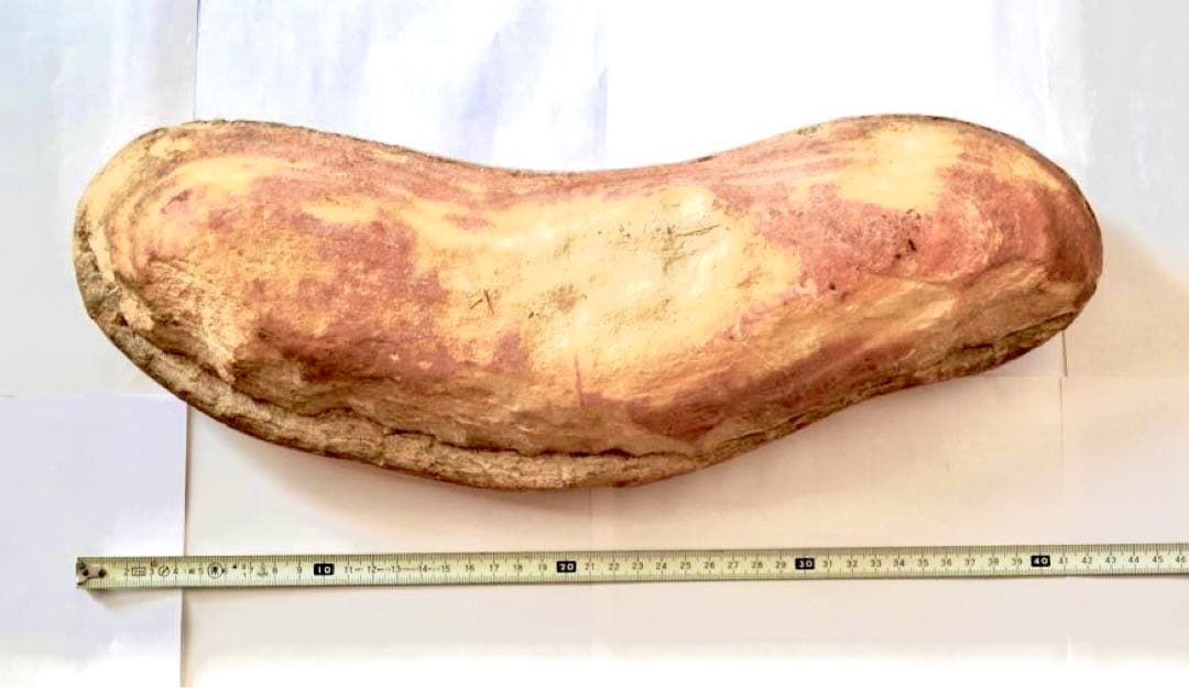 一億数千年前の獰猛・絶滅古代魚ヴィンクティフェルの希少