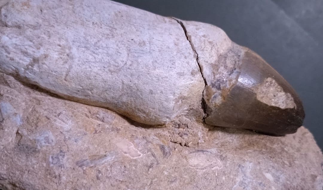特大プログナソドン】モササウルスの歯14cmオーバー1.8kg歯根岩盤付