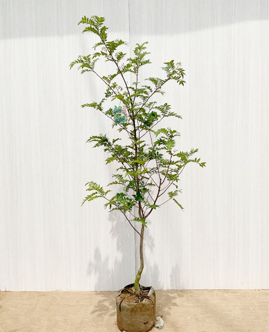 ほぼ未開封 三山ひろし 歌詞集 + 鑑賞ガイド DVD 6枚組