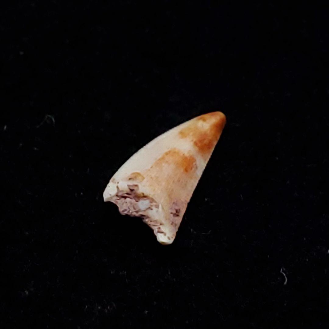 希少 コエロフィシス 化石 歯 恐竜 本物  7.15mm fr81