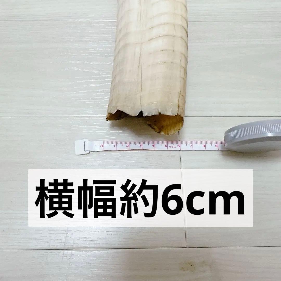 海象 セイウチ牙 1665g