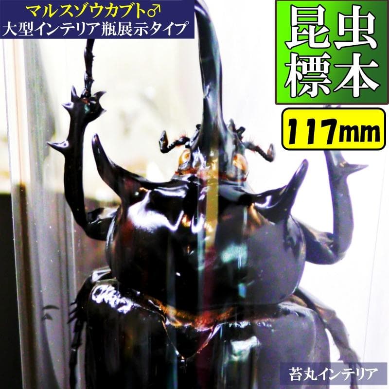 昆虫標本アクテオンゾウカブト 【昆虫標本】完品マルスゾウカブト117mm
