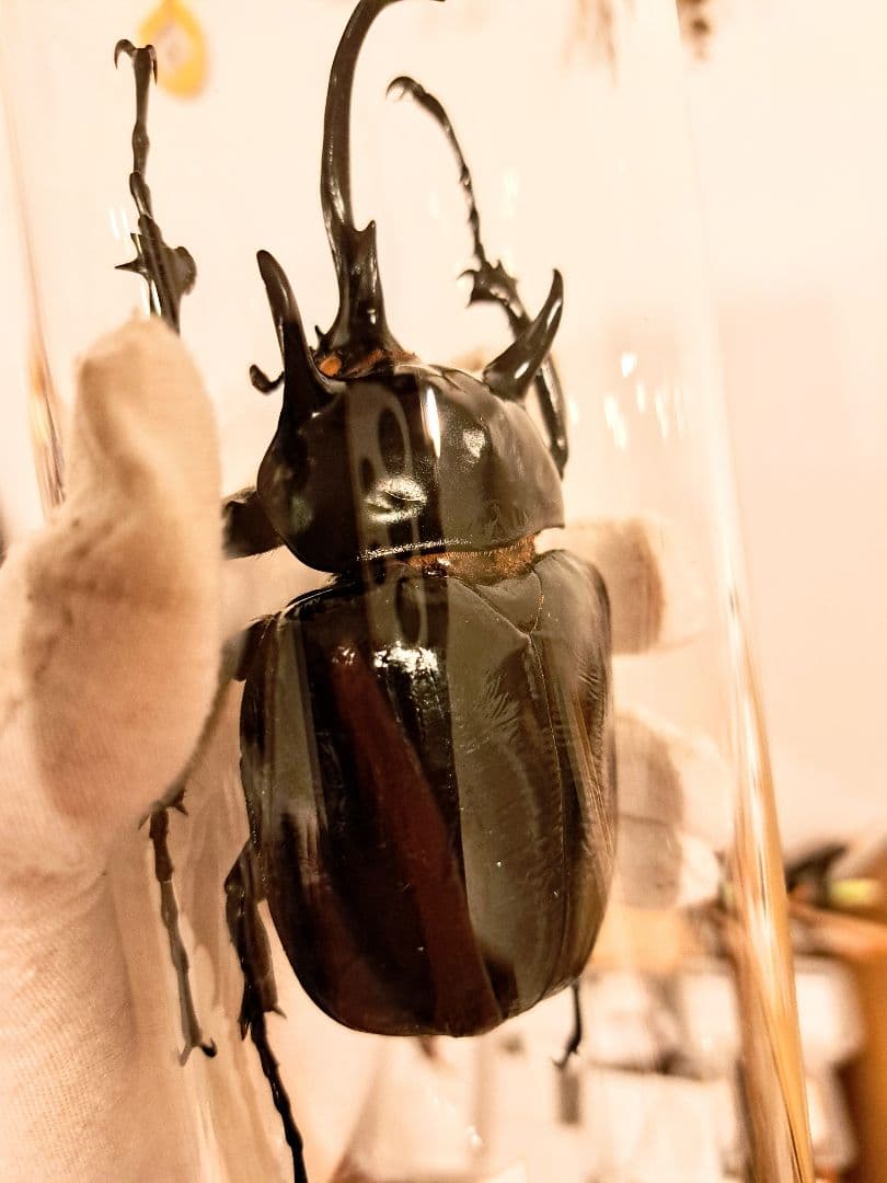 昆虫標本アクテオンゾウカブト 【昆虫標本】完品マルスゾウカブト117mm
