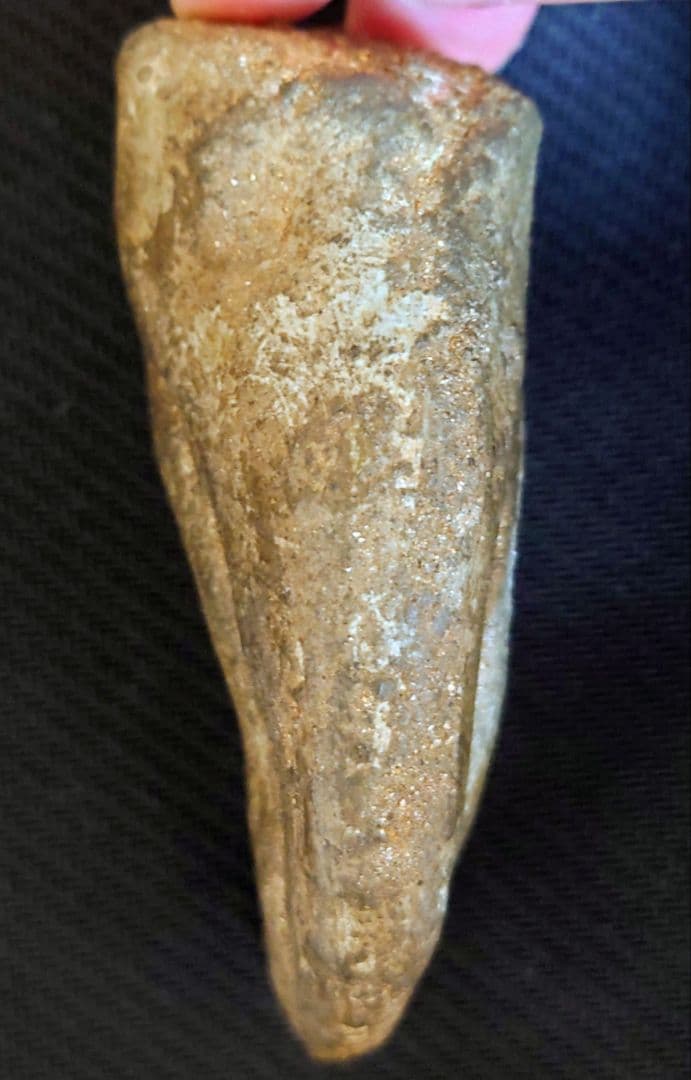 獣脚類 恐竜 ハンドクロウ 化石