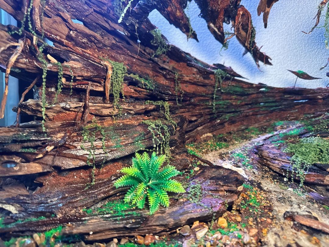 マツヨシワールド】熟練職人手作り流木アクアスケープ 渓谷と浮遊雲群