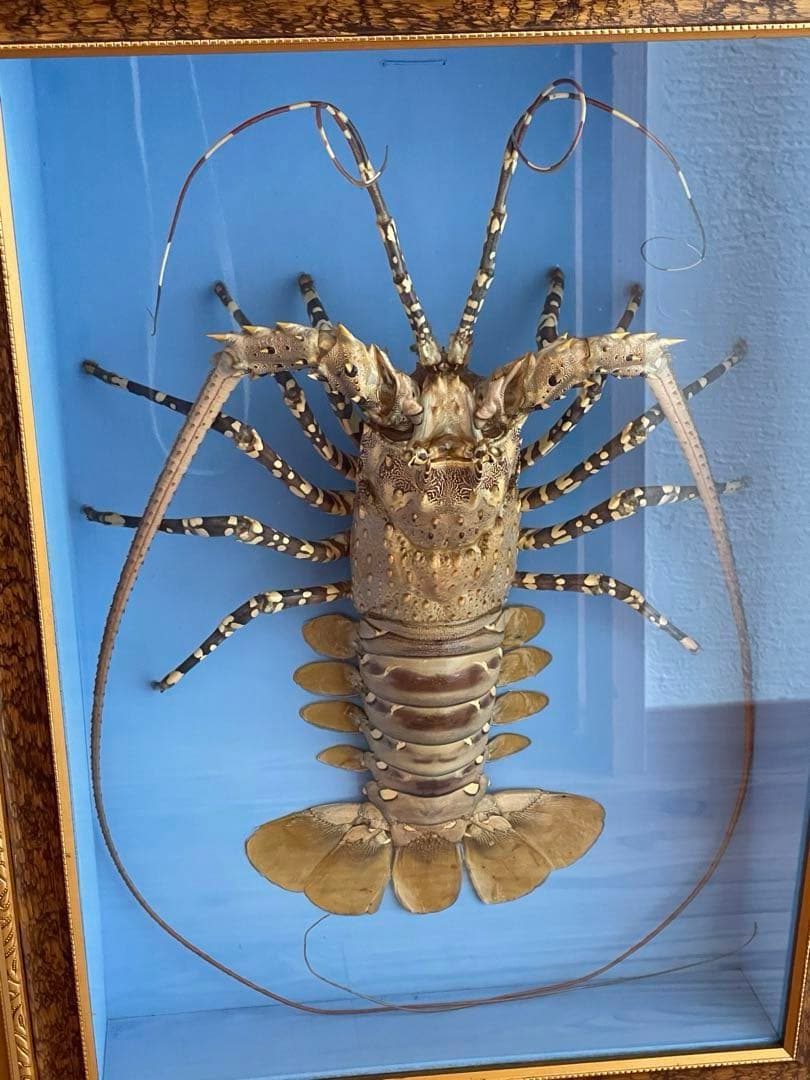 昭和レトロ】【特大】伊勢海老ゴシキエビニシキエビ剥製•標本（ガラス