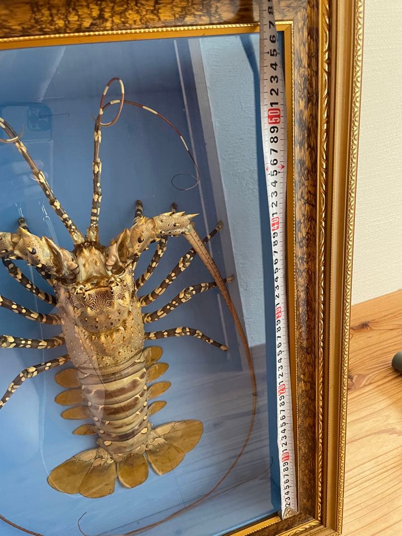 昭和レトロ】【特大】伊勢海老ゴシキエビニシキエビ剥製•標本（ガラス