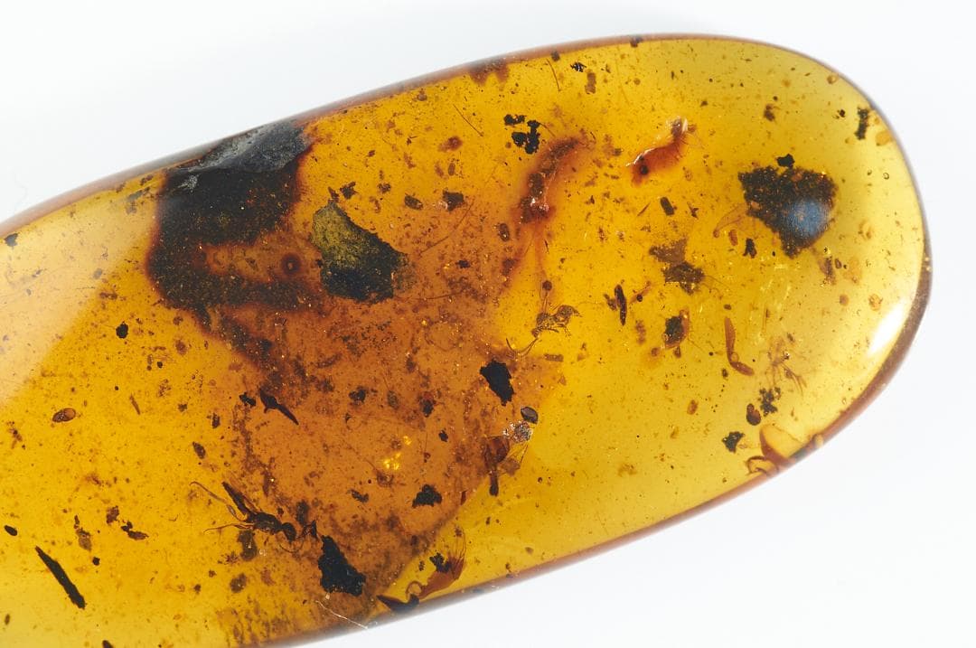 ZB156虫入り琥珀化石 ミャンマー カムティかタナイ産 9900万年前