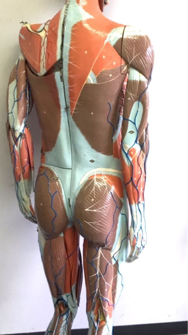 人体解剖模型♡ 京都科学