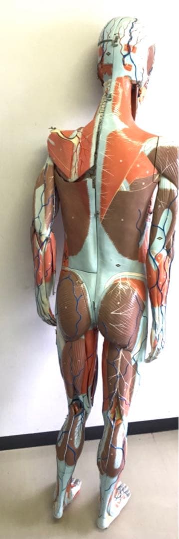 人体解剖模型♡ 京都科学