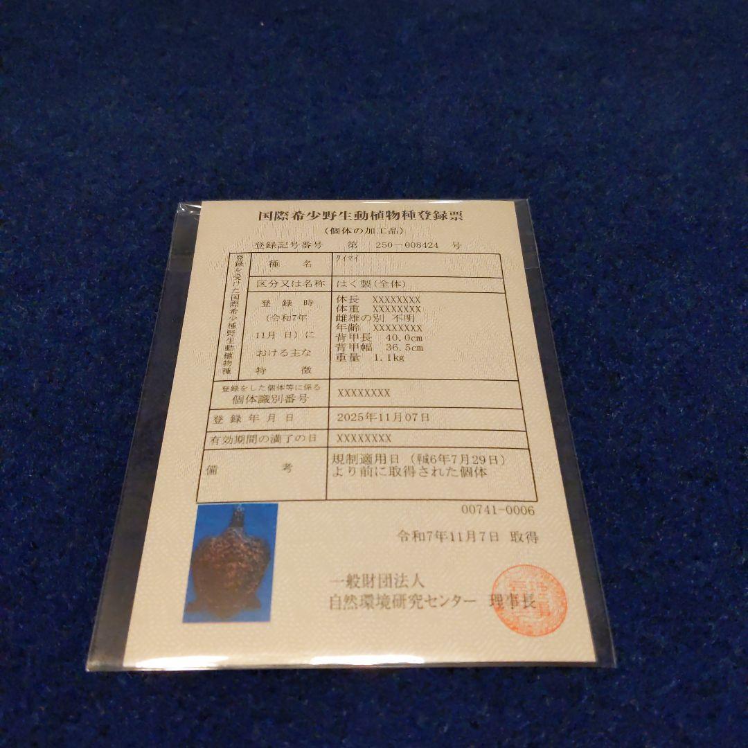 ⑤うみがめ〚タイマイ〛の剥製 壁掛けフックつき