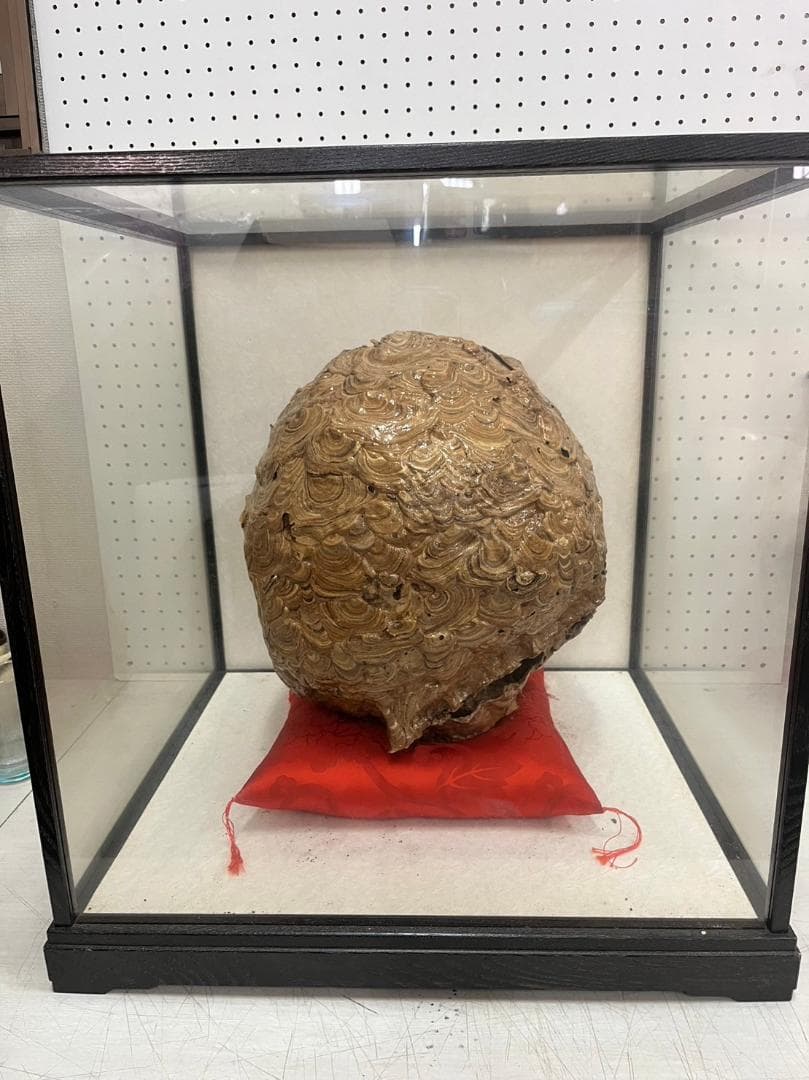 ハチの巣標本 ガラスケース入り