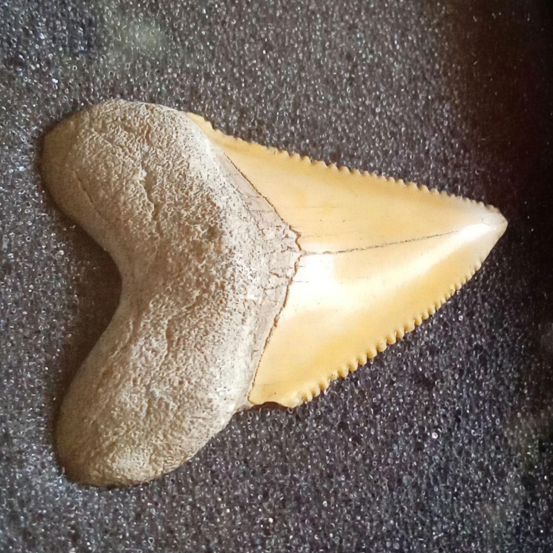 サメの歯化石 メガロドンの祖先種 希少種 カルカロクレス