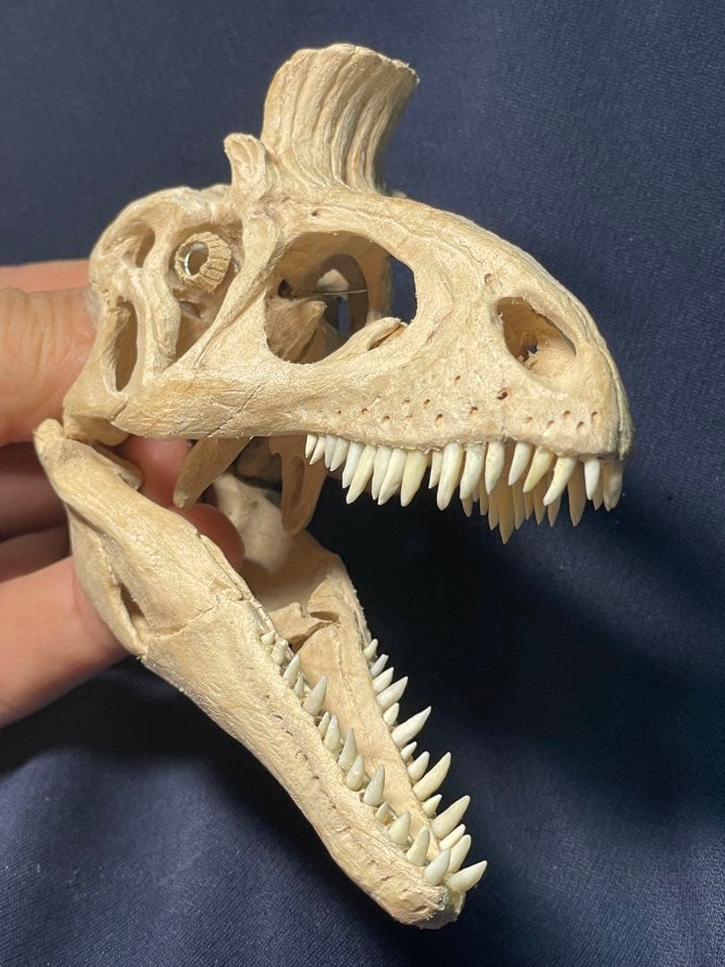 木彫 恐竜 クリョロフォサウルス 頭骨模型 10.5cm