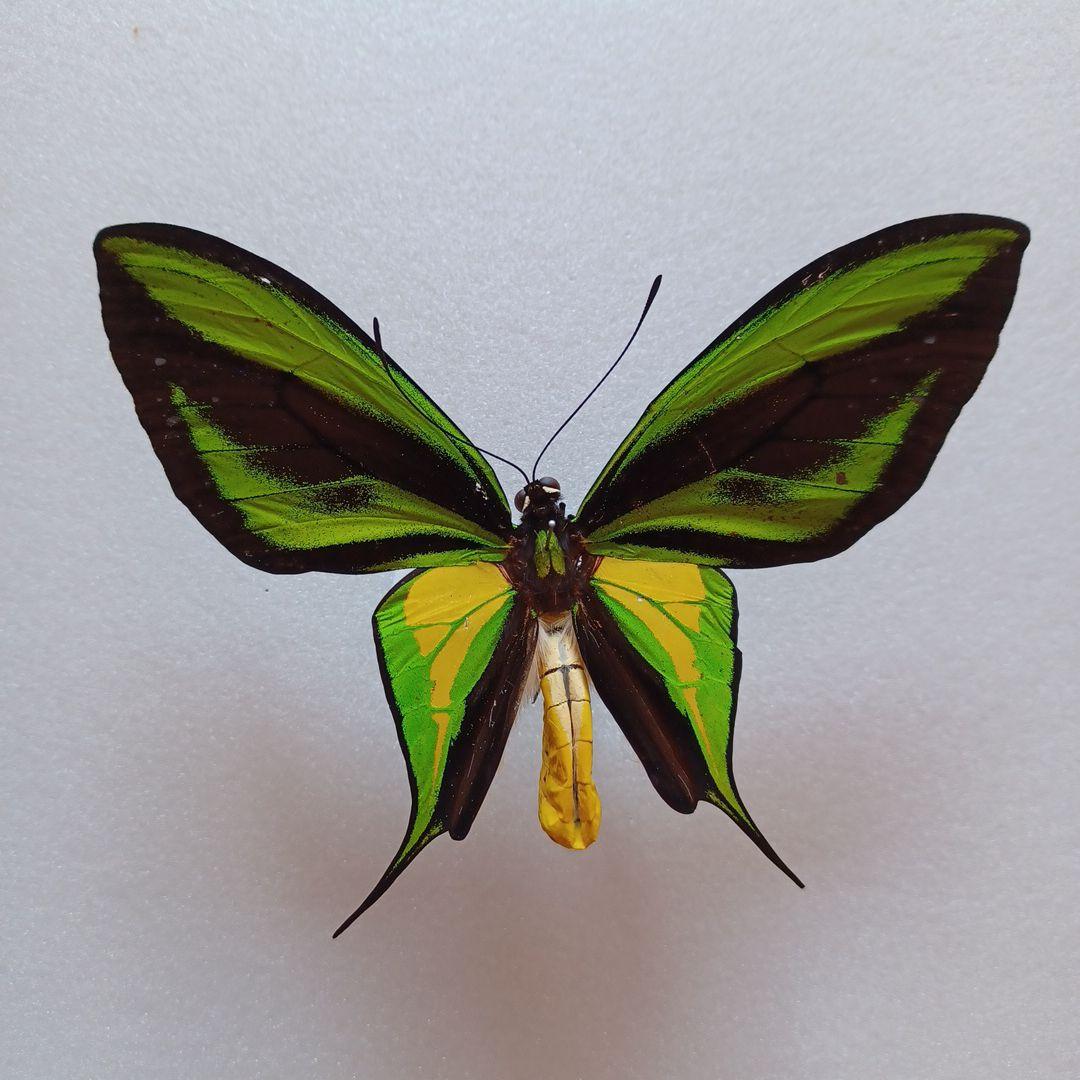 蝶標本 ゴクラクトリバネ 蝶（標本） ゴクラクトリバネアゲハ（ペア