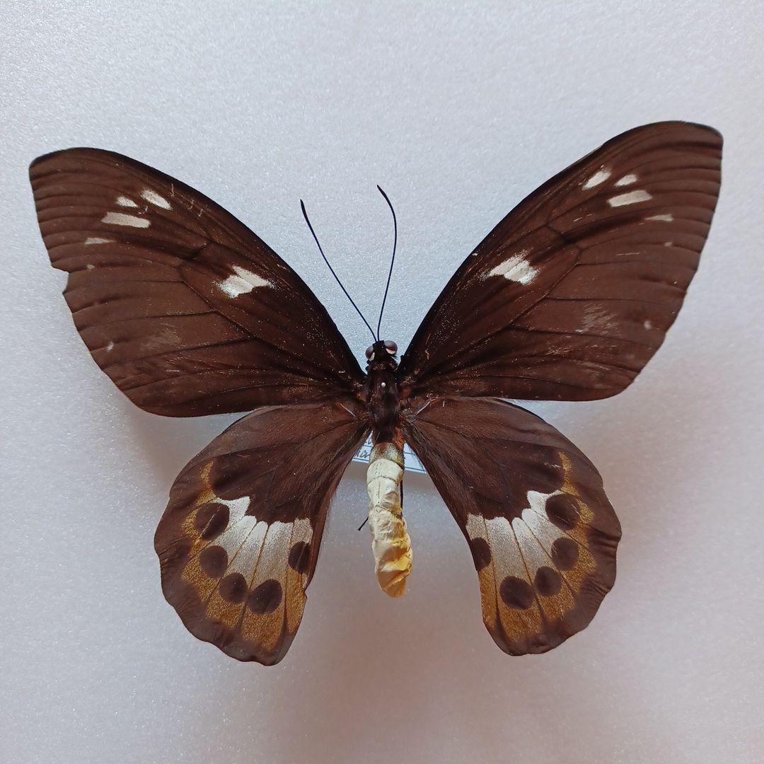 わっくん様専用)蝶標本 ゴクラクトリバネアゲハ ペア - メルカリ