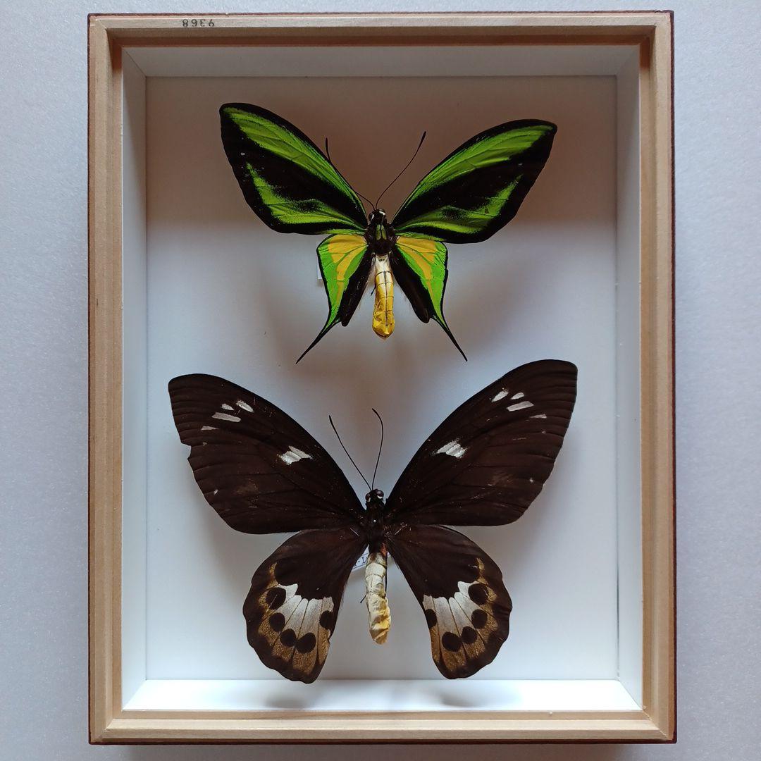 わっくん様専用)蝶標本 ゴクラクトリバネアゲハ ペア - メルカリ