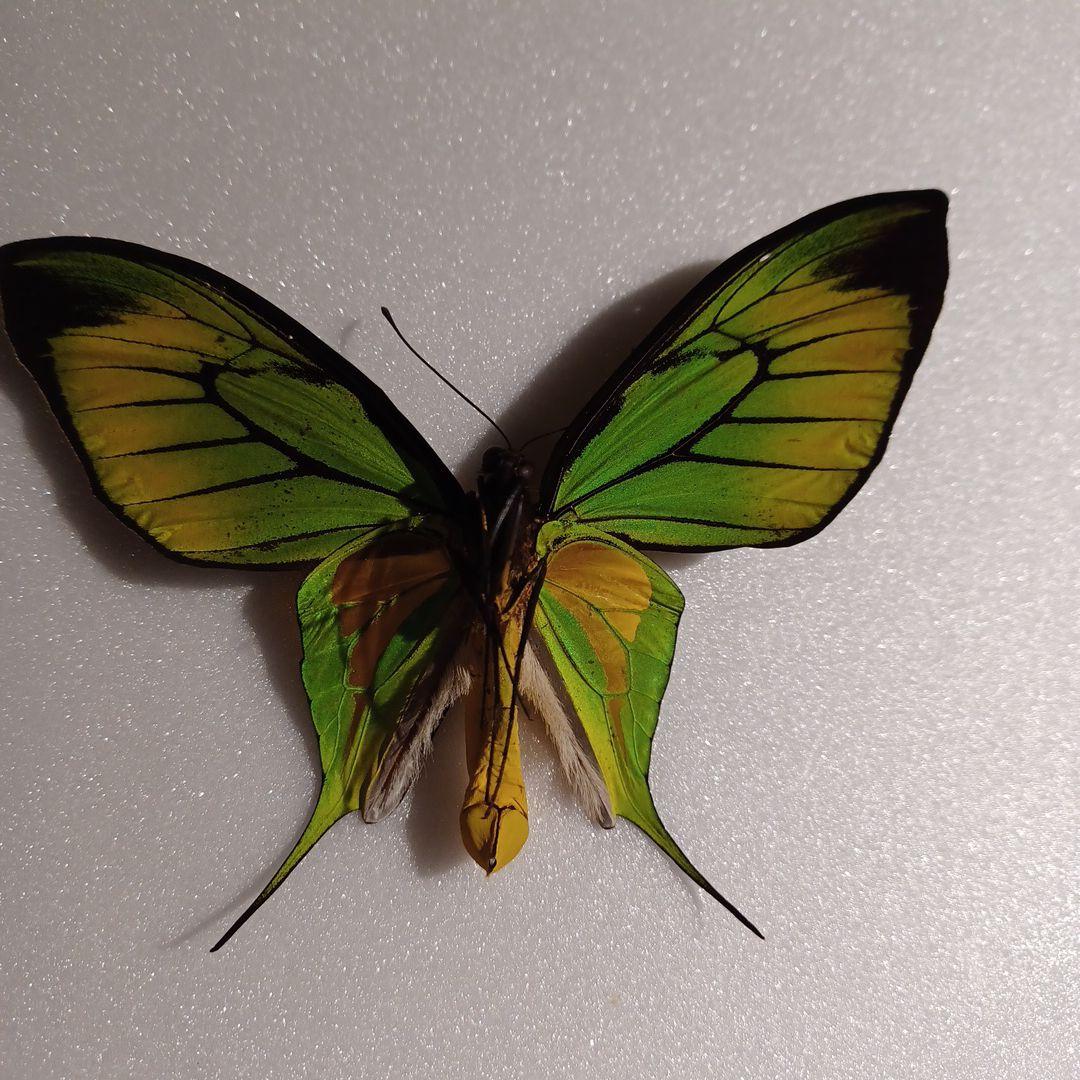 わっくん様専用)蝶標本 ゴクラクトリバネアゲハ ペア - メルカリ
