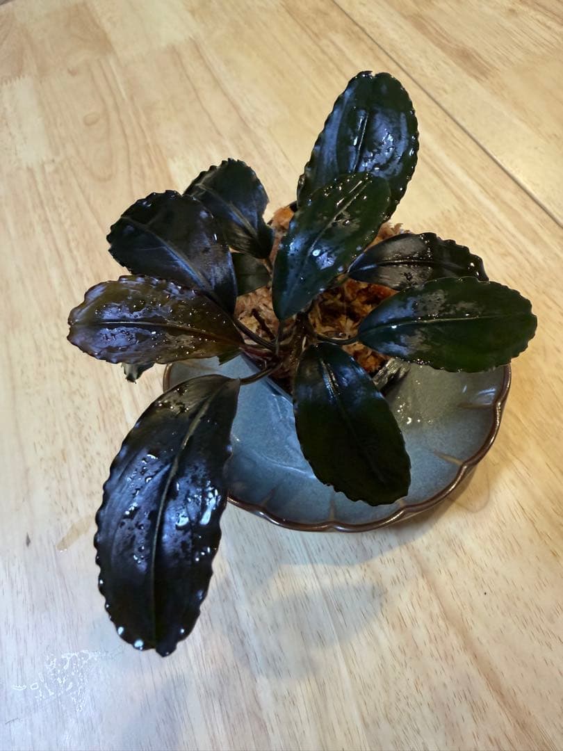 ブセファランドラお得セット A - メルカリ