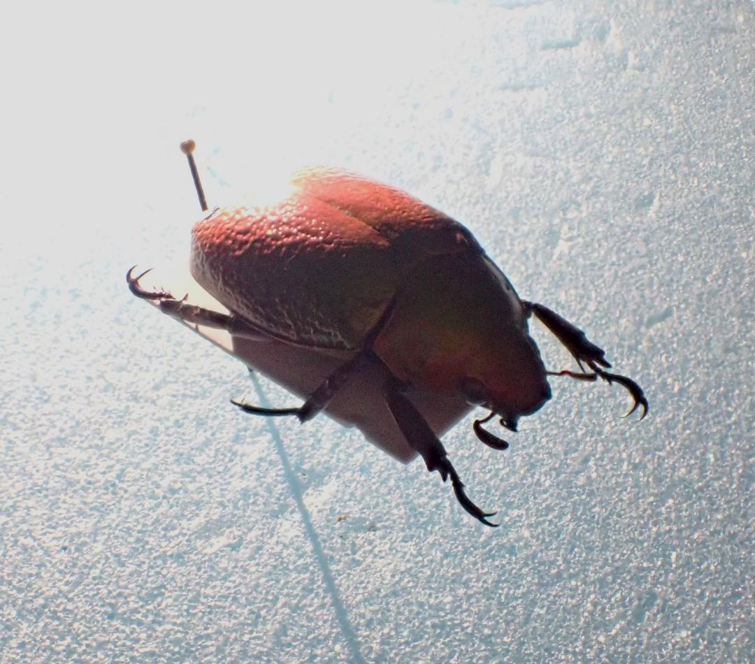 パラポネラの子育て : ありんこ日記 AntRoom 【21mm】オオシロアリ