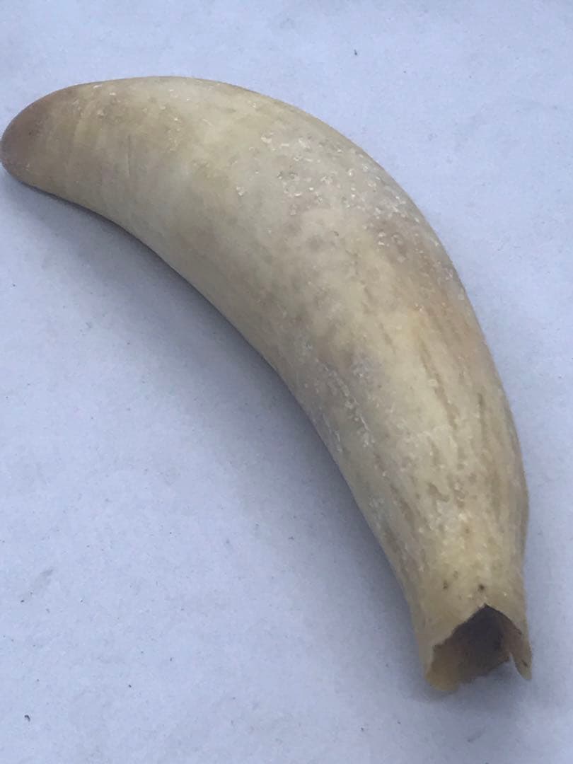 鯨歯 マッコウクジラ 4本 合計515g