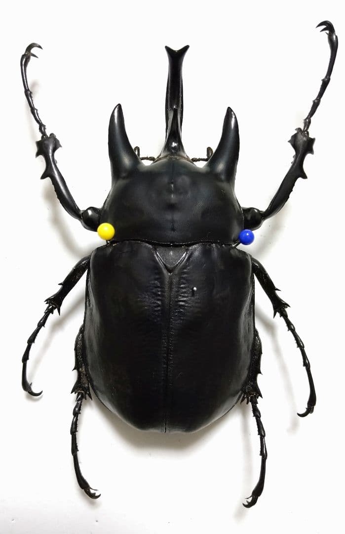 ストア 大型アクティオンゾウカブト標本