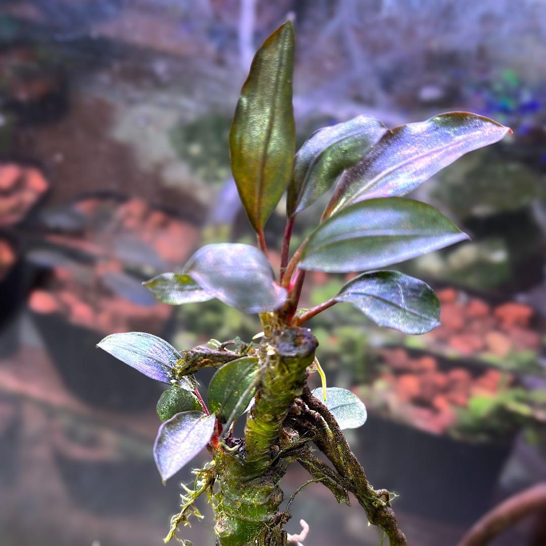 G*k様 ブセファランドラ Motleyana 新芽沢山あり 5株トリム可能