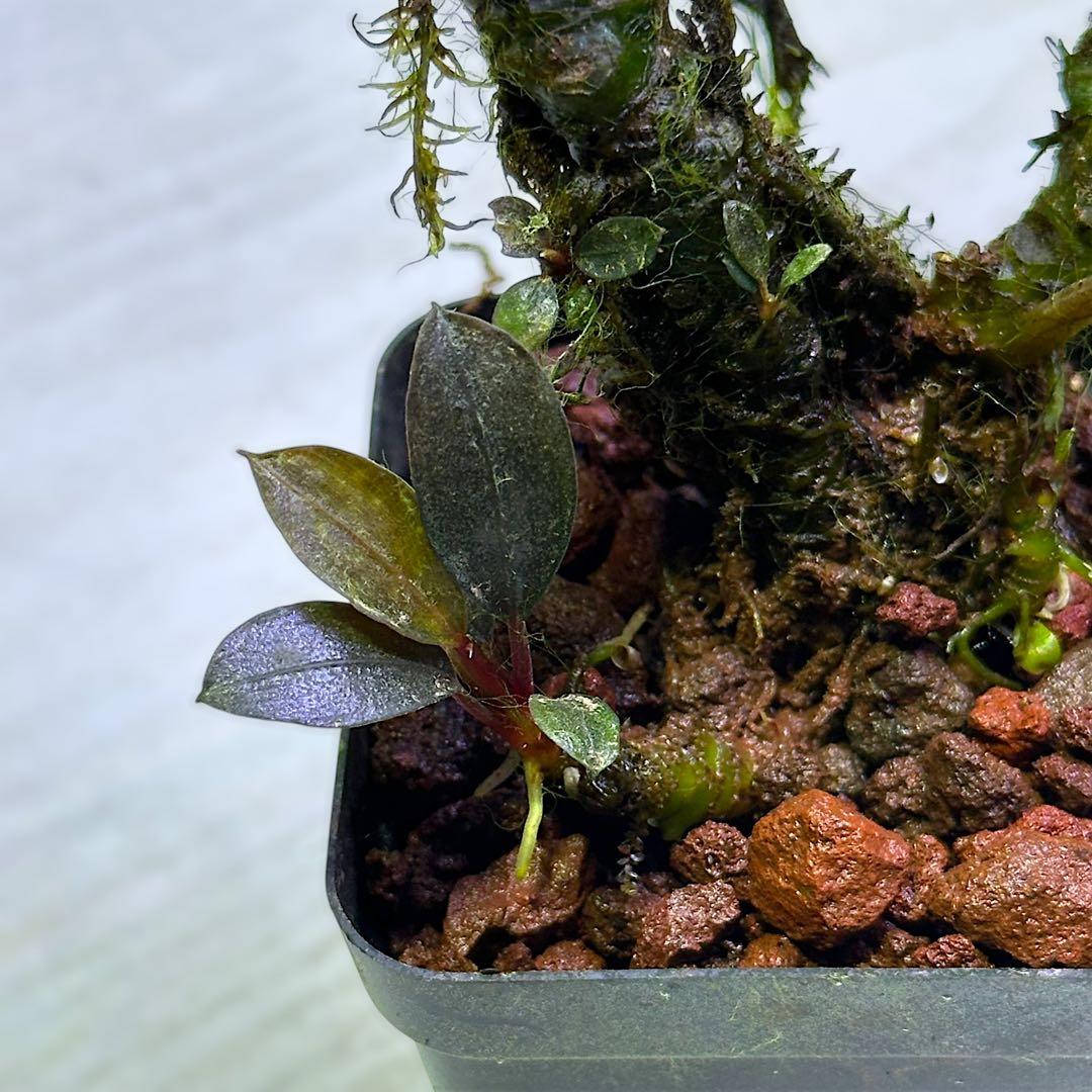 G*k様 ブセファランドラ Motleyana 新芽沢山あり 5株トリム可能