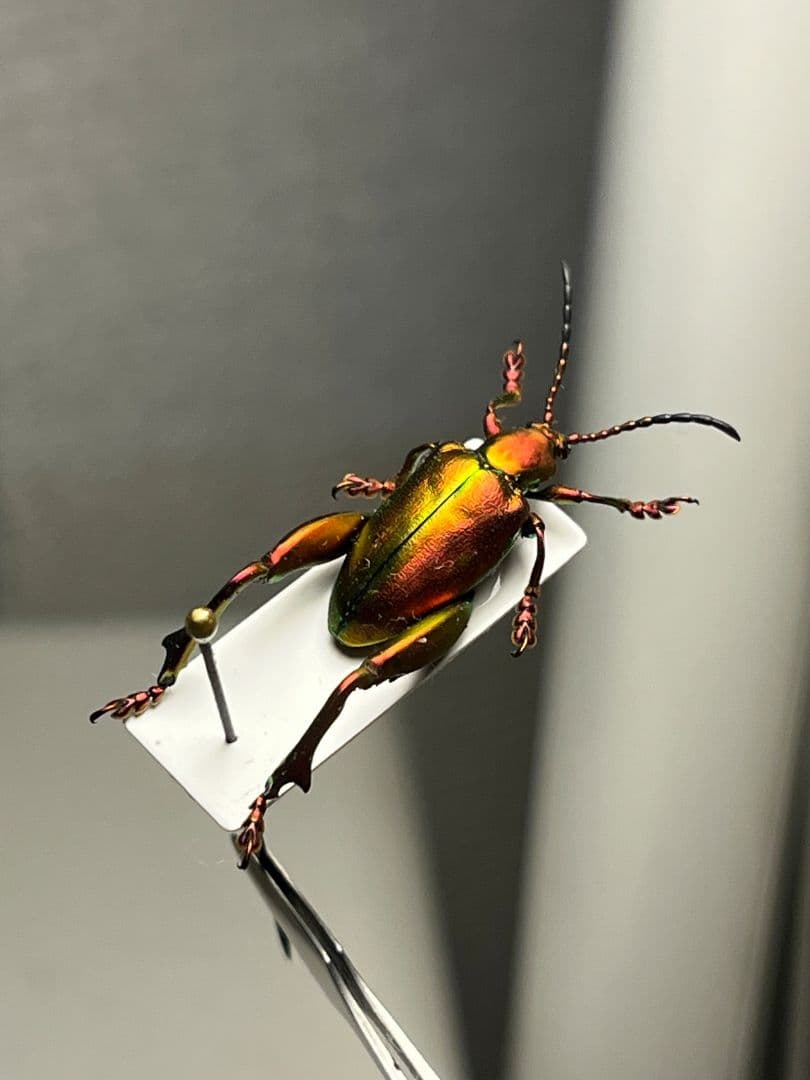 ミドリモモブトハムシ レッドフォーム 標本 プラチナコガネ タマムシ