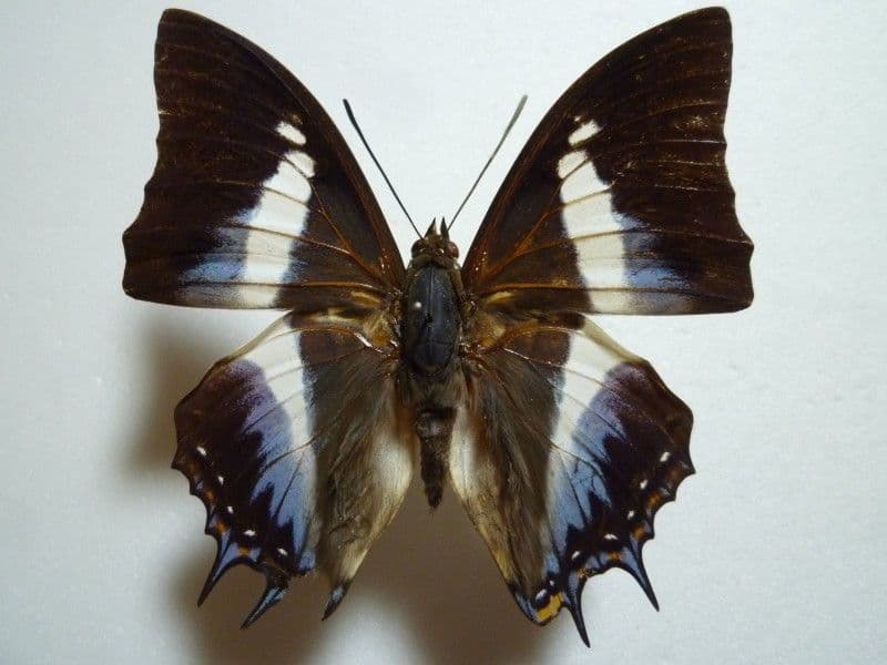 ローヤルベビートーイスタンドメリー希少ゼンマイセルロイド 昭和