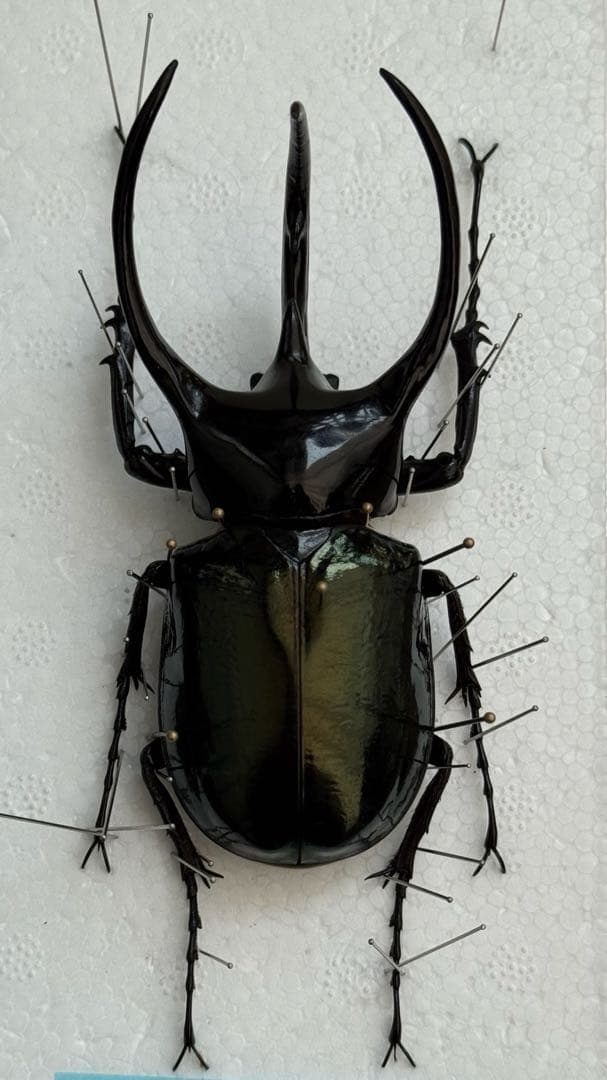 コーカサスオオカブト 110ミリ 標本 昆虫標本 タイリクコーカサス