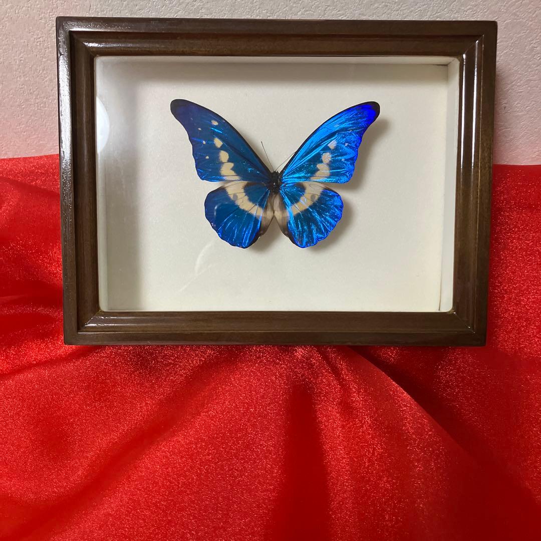 蝶標本 北海道産 極美麗ミヤマカラスアゲハ春型♂ 飼育完品