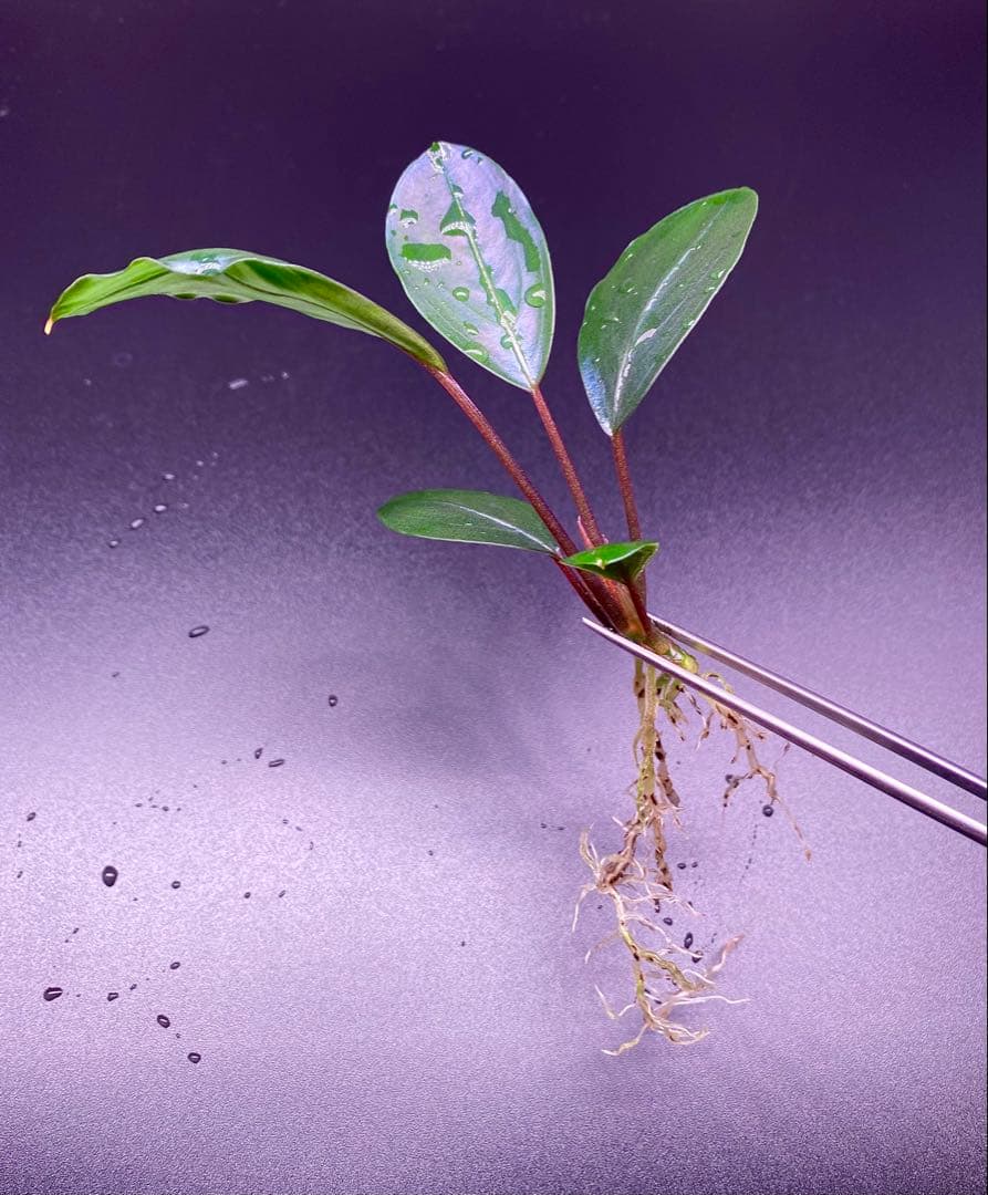 ブセファランドラ　モトレイアーナ　ミリ産　2016年　PV便