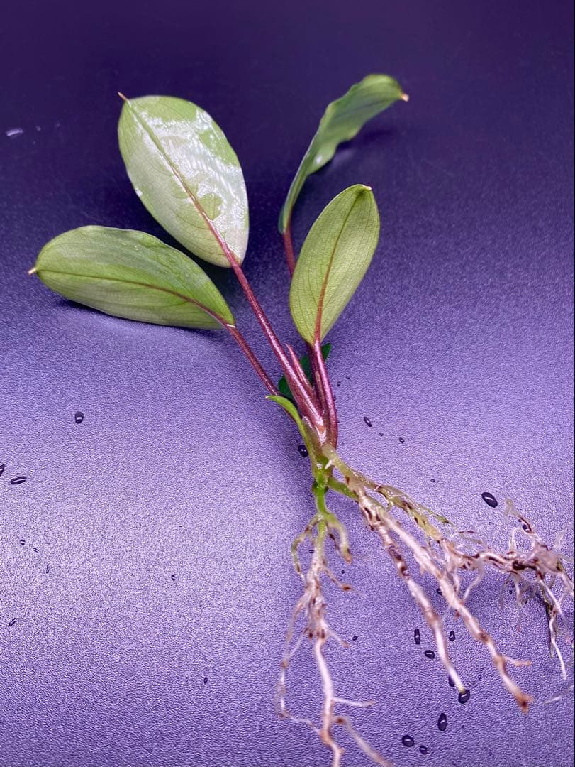 ブセファランドラ　モトレイアーナ　ミリ産　2016年　PV便