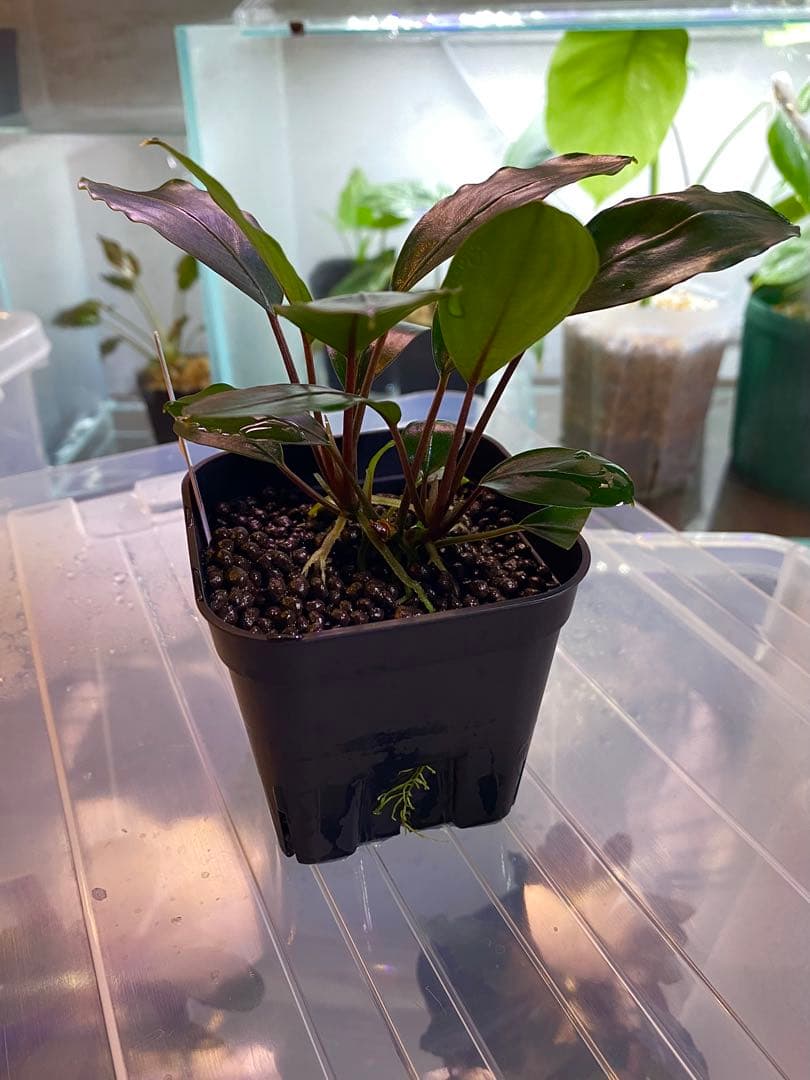 ブセファランドラ　モトレイアーナ　ミリ産　2016年　PV便