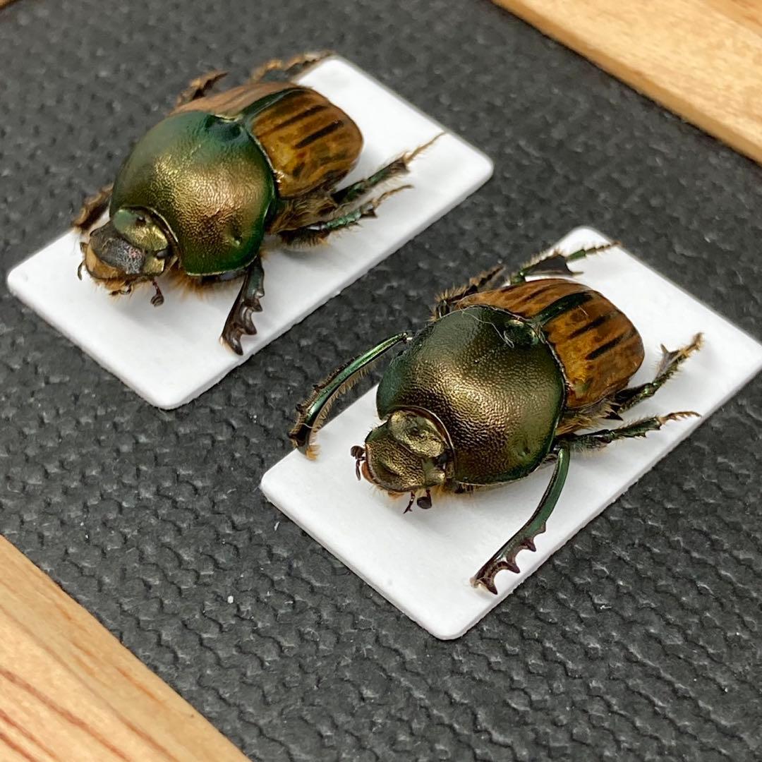 標本。ケイのウォーレスシロスジカミキリ4頭(2ペア) 中古】【展足済み