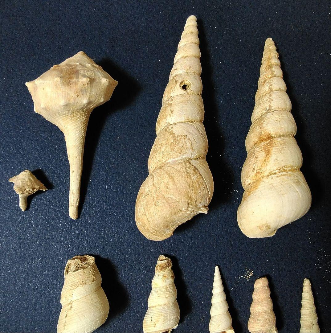 巻き貝始新世（約5千万年前）の化石