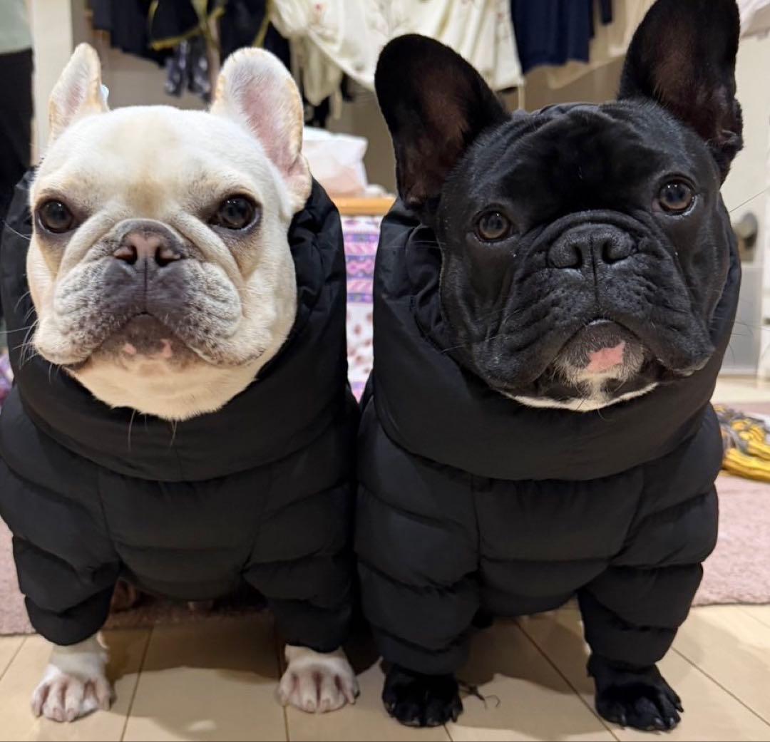 フレンチブルドッグ ダウン」の人気商品一覧 | 安い商品を通販サイト