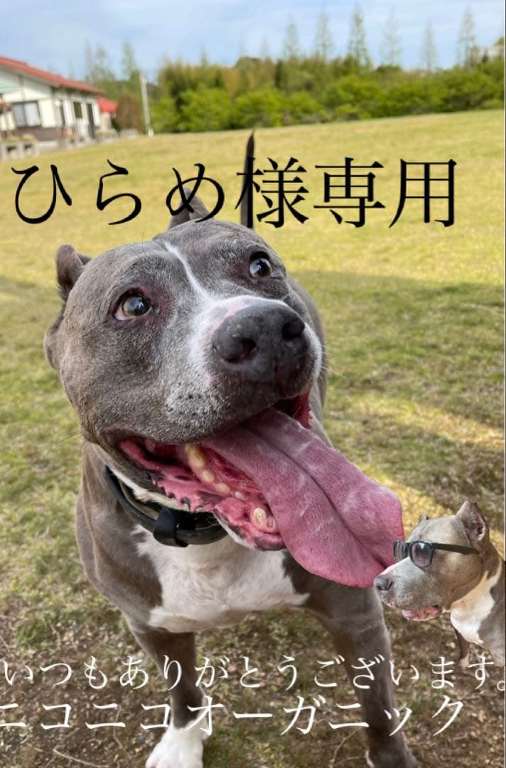 ひらめ 東本昌平RIDE 96 ZX9R ZX10R 特集 - メルカリ